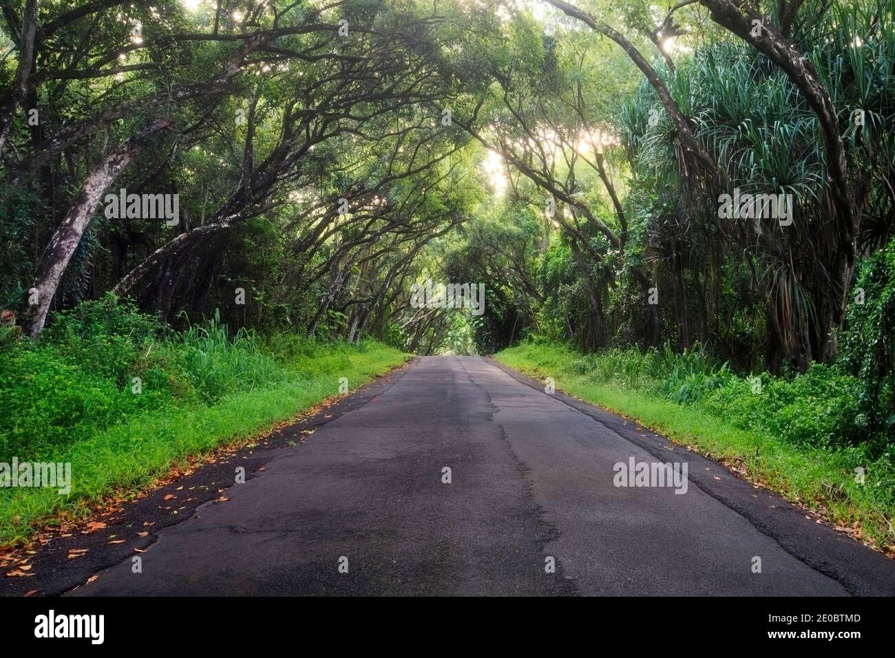 Strada attraverso tunnel di alberi. Puna, costa meridionale, Big Island, Hawaii Foto Stock
