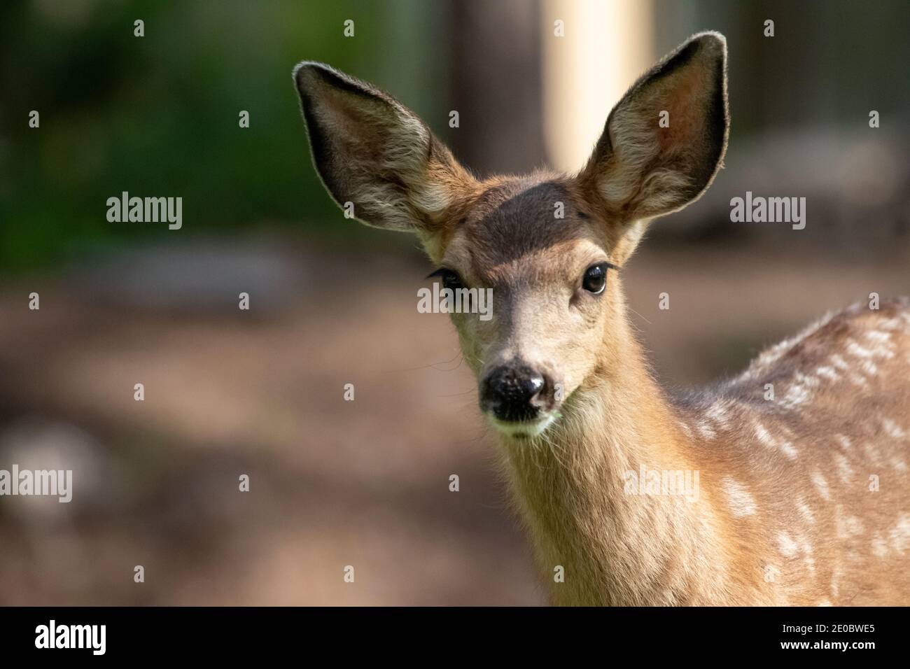 White Tailed Deer Foto Stock