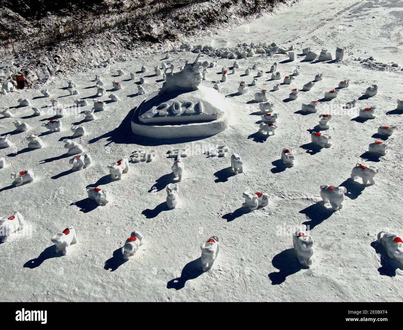 Cina. 31 dicembre 2020. Henan, CINA-staff della stazione sciistica di Funiu Mountain a Luanchuan, provincia di Henan, trascorrere due giorni per costruire 100 mucche da neve in diverse forme nella neve il 30 dicembre 2020, per salutare l'arrivo di 2021.They sperano di sciogliere tutta l'infelicità nel 2020 con la neve bianca, lasciando il 2020, Il nuovo anno è arrivato, credo che tutte le cose buone finalmente arriveranno.usano questo modo speciale per inviare le benedizioni per il prossimo anno dell'Ox, sperando che tutti saranno benedetti nel nuovo anno. Credit: SIPA Asia/ZUMA Wire/Alamy Live News Foto Stock