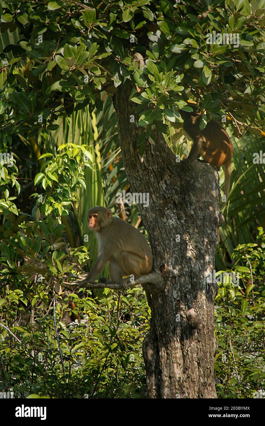 Scimmia rhesus al Sundarbans, un sito patrimonio dell'umanità dell'UNESCO e un santuario della fauna selvatica. La più grande foresta di mangrovie litorali del mondo, Khulna, Ban Foto Stock