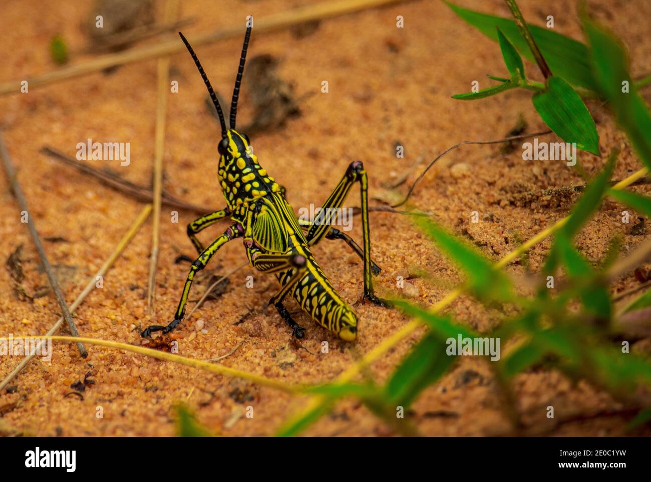 Primo piano orizzontale di una cavalletta di locusta sul sabbia Foto Stock