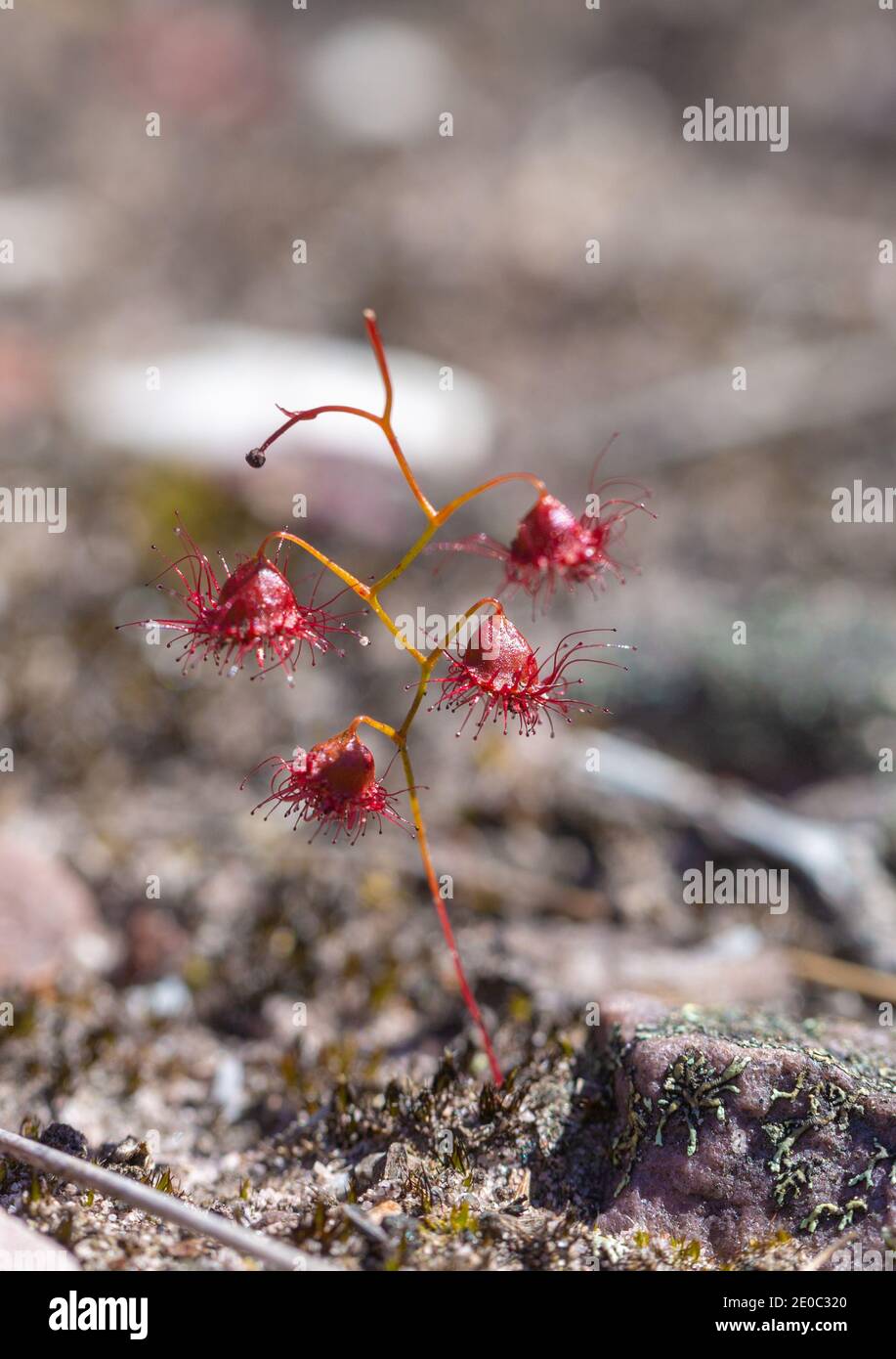 Foglie della pianta carnivora Drosera huegelii var philmaniana nella catena montuosa di Stirling, a nord di Albany nell'Australia occidentale Foto Stock