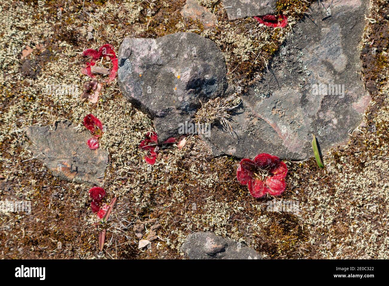 Rosette rosse di Drosera squamosa su una cima di montagna nella catena montuosa di Stirlinge, a nord di Albany in Australia Occidentale Foto Stock