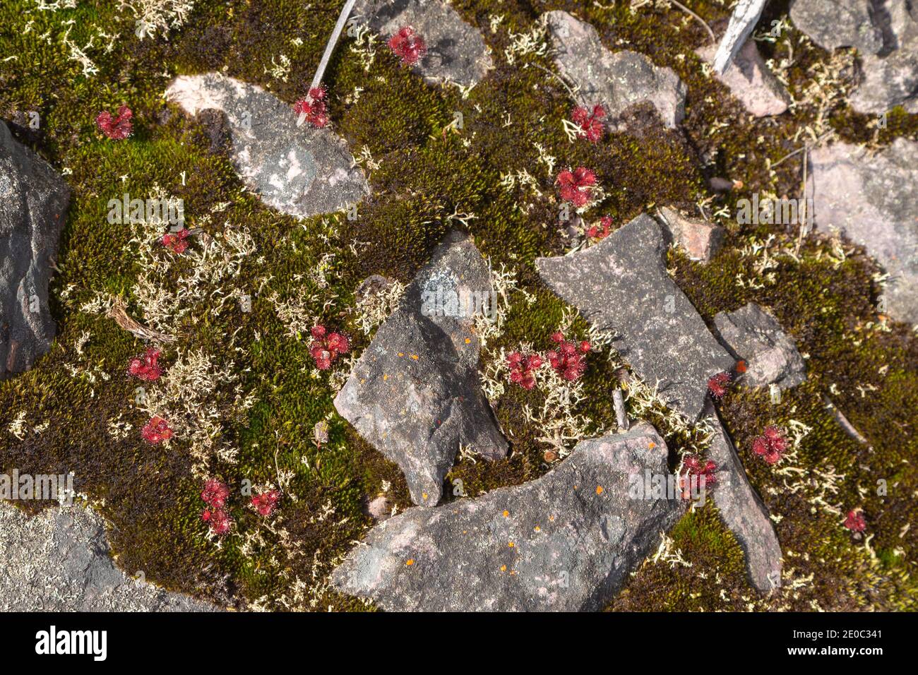 Drosera monticola, una rugiada endmica nella catena montuosa di Stirling, a nord di Albany nell'Australia Occidentale Foto Stock