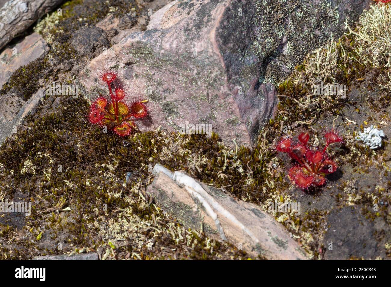 Drosera monticola, una rugiada endmica nella catena montuosa di Stirling, a nord di Albany nell'Australia Occidentale Foto Stock