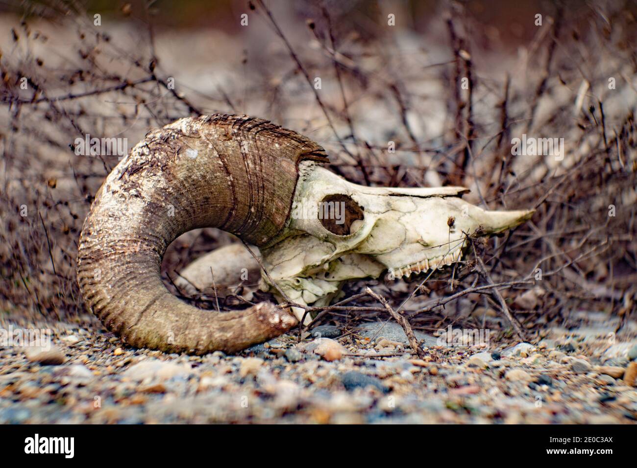 Un teschio di pecora bighorn su un letto di ghiaia a Troy, Montana. (Ovis canadensis) Regno: Animalia Phylum: Chordata Classe: Mammalia Ordine: Artiodactyla Fami Foto Stock Un teschio di pecora bighorn su un letto di ghiaia a Troy, Montana. (Ovis canadensis) Regno: Animalia Phylum: Chordata Classe: Mammalia Ordine: Artiodactyla Fami Foto Stock
