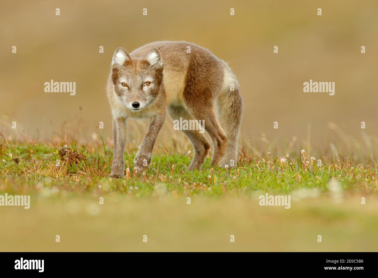 Volpe Artica, Vulpes lagopus, nella natura habitat. Fox sul prato erboso con fiori, Svalbard, Norvegia. La fauna selvatica scene di azione provenienti dalla Norvegia. Foto Stock