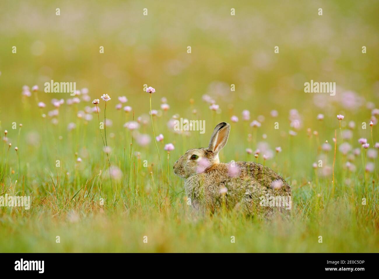 Coniglio carino con fiori seduti in erba. Animale in habitat naturale, vita su prato. Coniglio europeo, Oryctolagus cuniculus sniffing intorno. Foto Stock