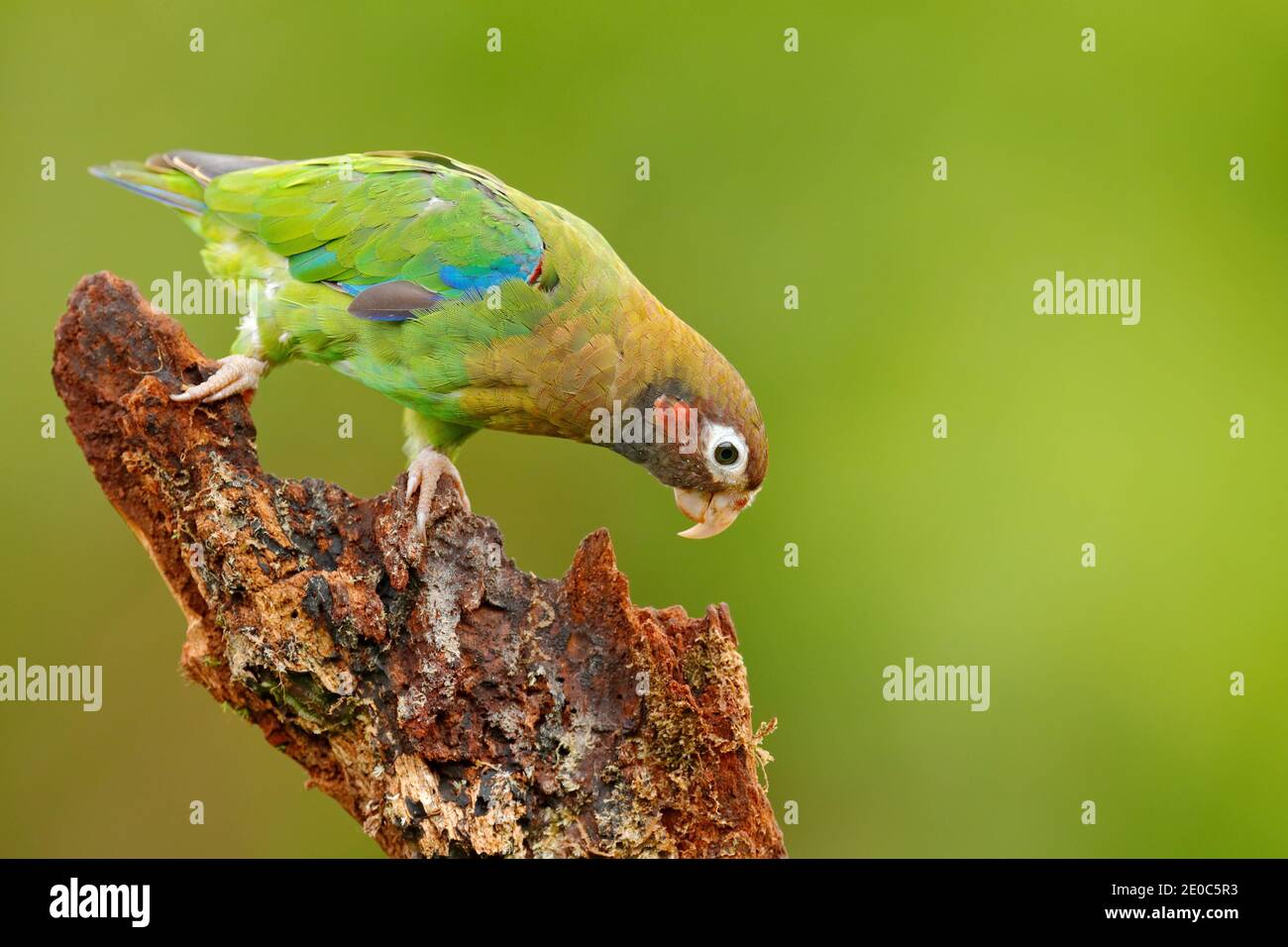 Parrot, Pionopsitta ematotis, Messico, pappagallo verde con testa marrone. Dettaglio primo piano ritratto di uccello dall'America Centrale. Scena faunistica da tropi Foto Stock