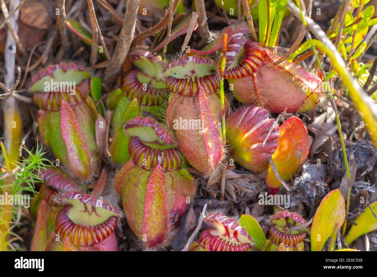 Diverse immagini della pianta di Albany, endemica e in pericolo di estinzione (Cephalotus follicularis) visto vicino ad Albany nell'Australia occidentale Foto Stock