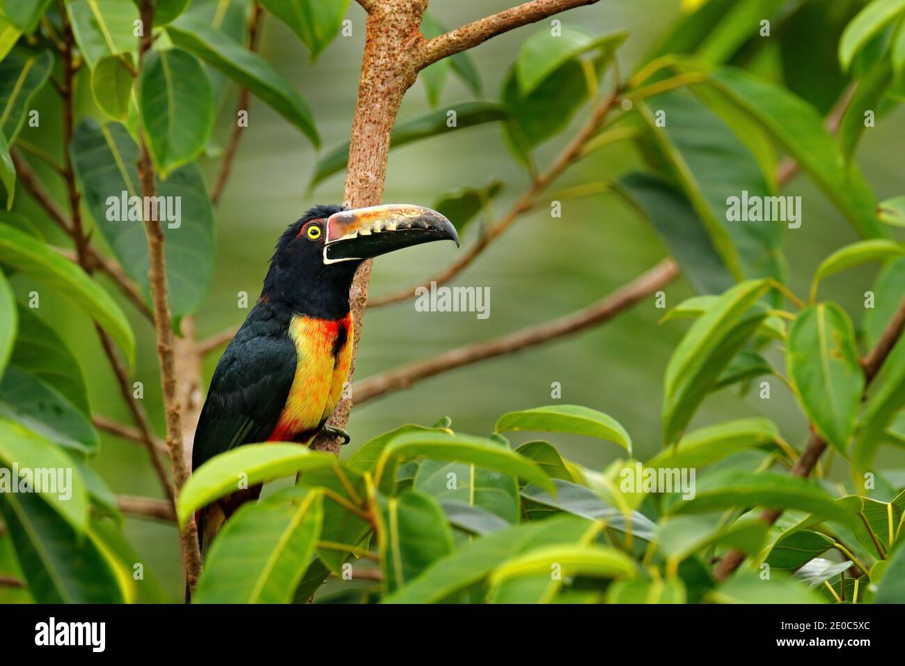 Aracari colati, piccolo toucan Pteroglossus torquatus, uccello con grande fattura. Toucan seduto sul ramo nella foresta, Boca Tapada, Costa Rica. Natura Foto Stock