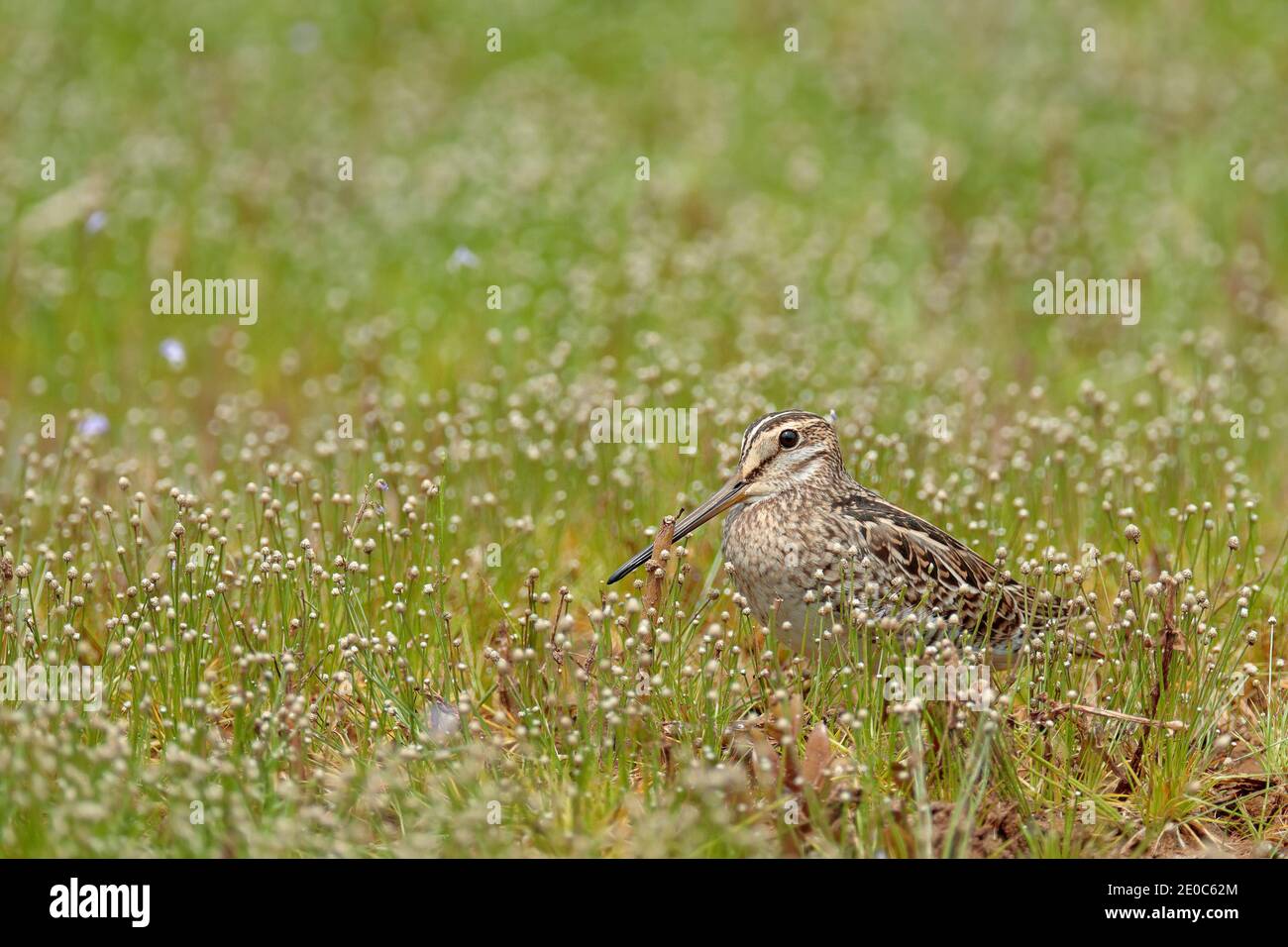 Snipe con coda di pin o snipe di pintail, Gallinago stenura, Sri Lanka, Asia. Uccello nascosto nell'erba. Foto Stock
