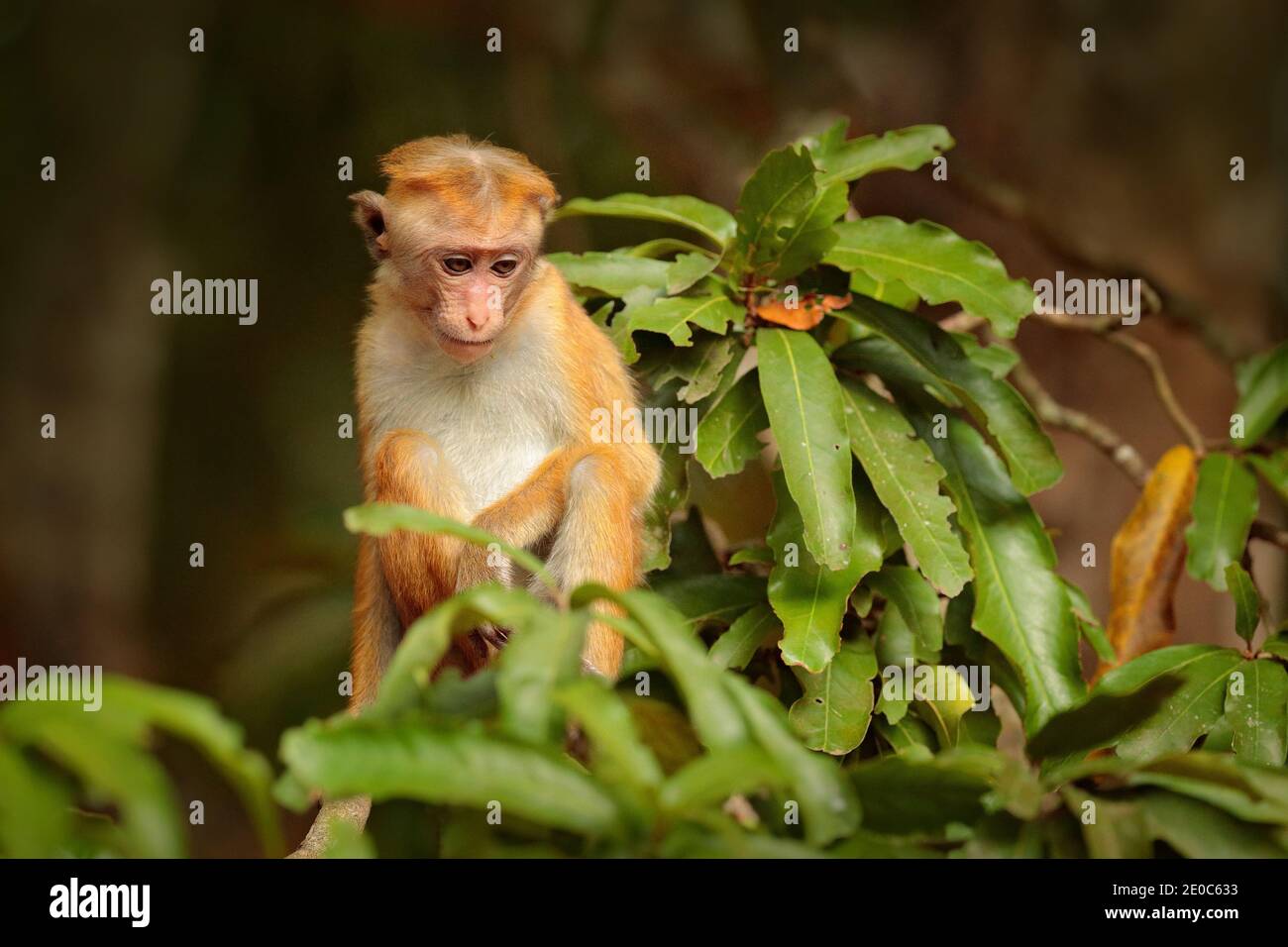 Macaque, Macaca sinica, scimmia con sole serale. Macaco in habitat naturale, Sri Lanka. Scena faunistica dall'Asia. Bella foresta sullo sfondo. Foto Stock