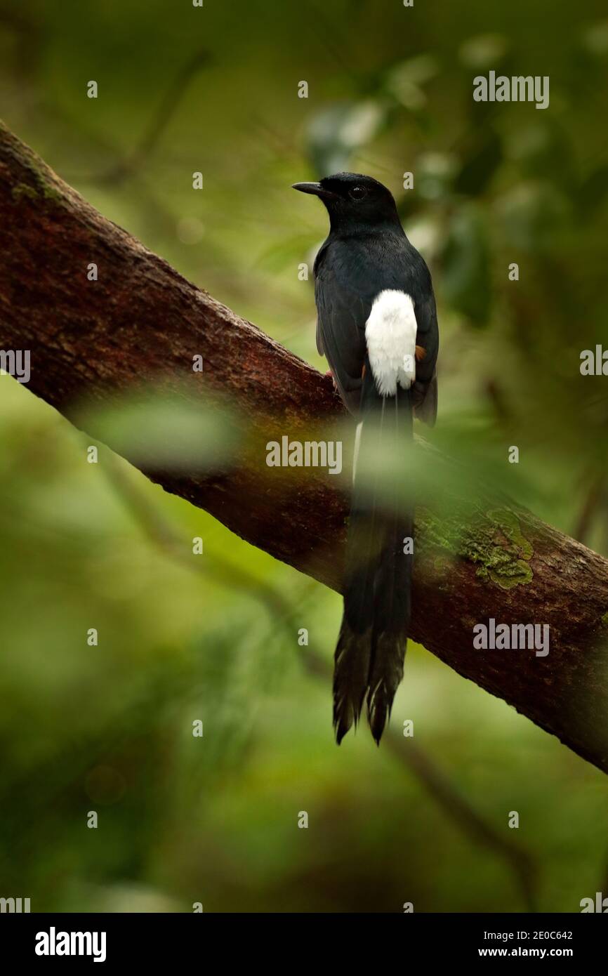 Il drongo nero è un uccello passerino asiatico della famiglia drongo. È un allevatore residente comune in gran parte dell'Asia meridionale tropicale dall'Iran sudoccidentale Foto Stock