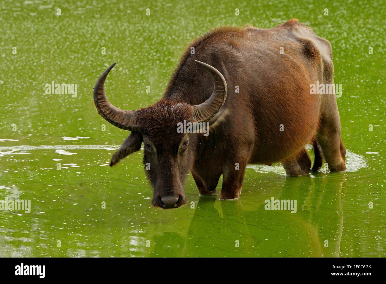 Bull nuoto nel lago di Yala, Sri Lanka. Bufalo d'acqua asiatico, Bubalus bubalis, in uno stagno d'acqua verde. Scena faunistica, giorno estivo con fiume. Grande uno Foto Stock