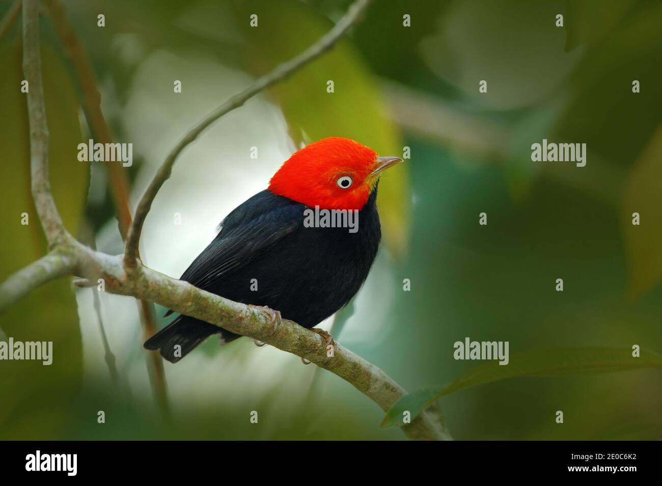 Manakin rosso-capped, Pipra mentalis, raro uccello bizaro, Nelize, America Centrale. Scena della fauna selvatica dalla natura. Birdwatching in Belize. Foto Stock