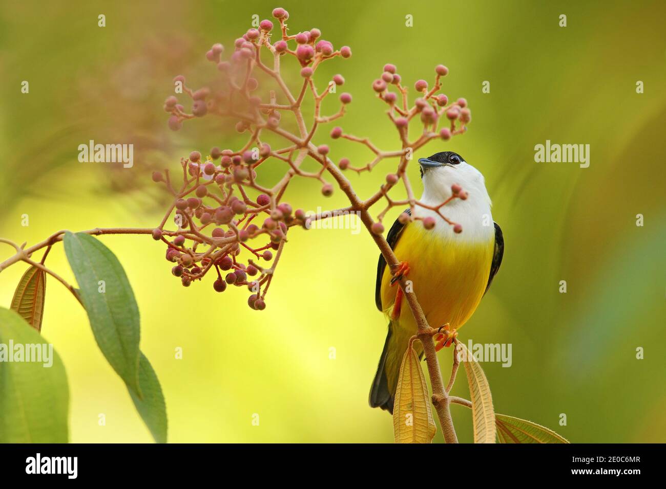Manakin bianco-colato, Manacus candei, raro uccello bizaro, Nelize, America Centrale. Uccello di foresta, scena di fauna selvatica dalla natura. Birdwatching in Belize. Foto Stock