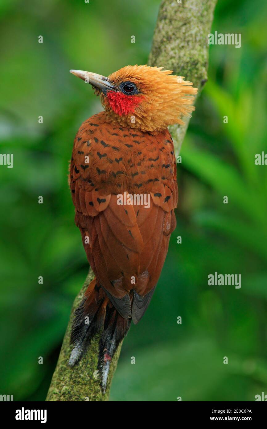 Castagno-colored Picchio, Celeus castaneus, brawn uccello con faccia rossa da Panama. Scena della fauna selvatica dalla natura. Birdwatching in Sud America. Foto Stock