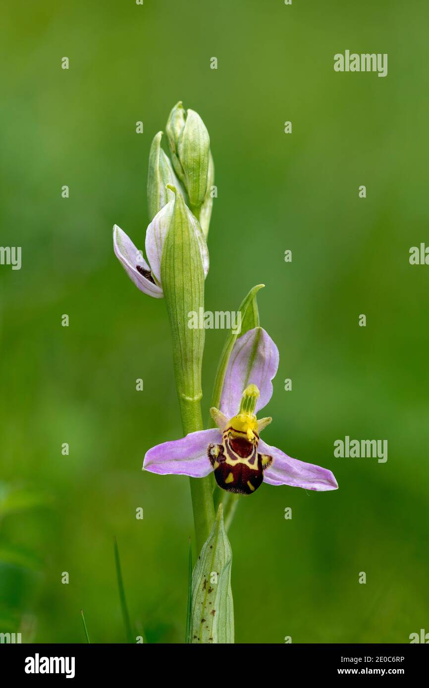 Orchidea dell'ape; Apifera di Ophrys; fiore; Regno Unito Foto Stock