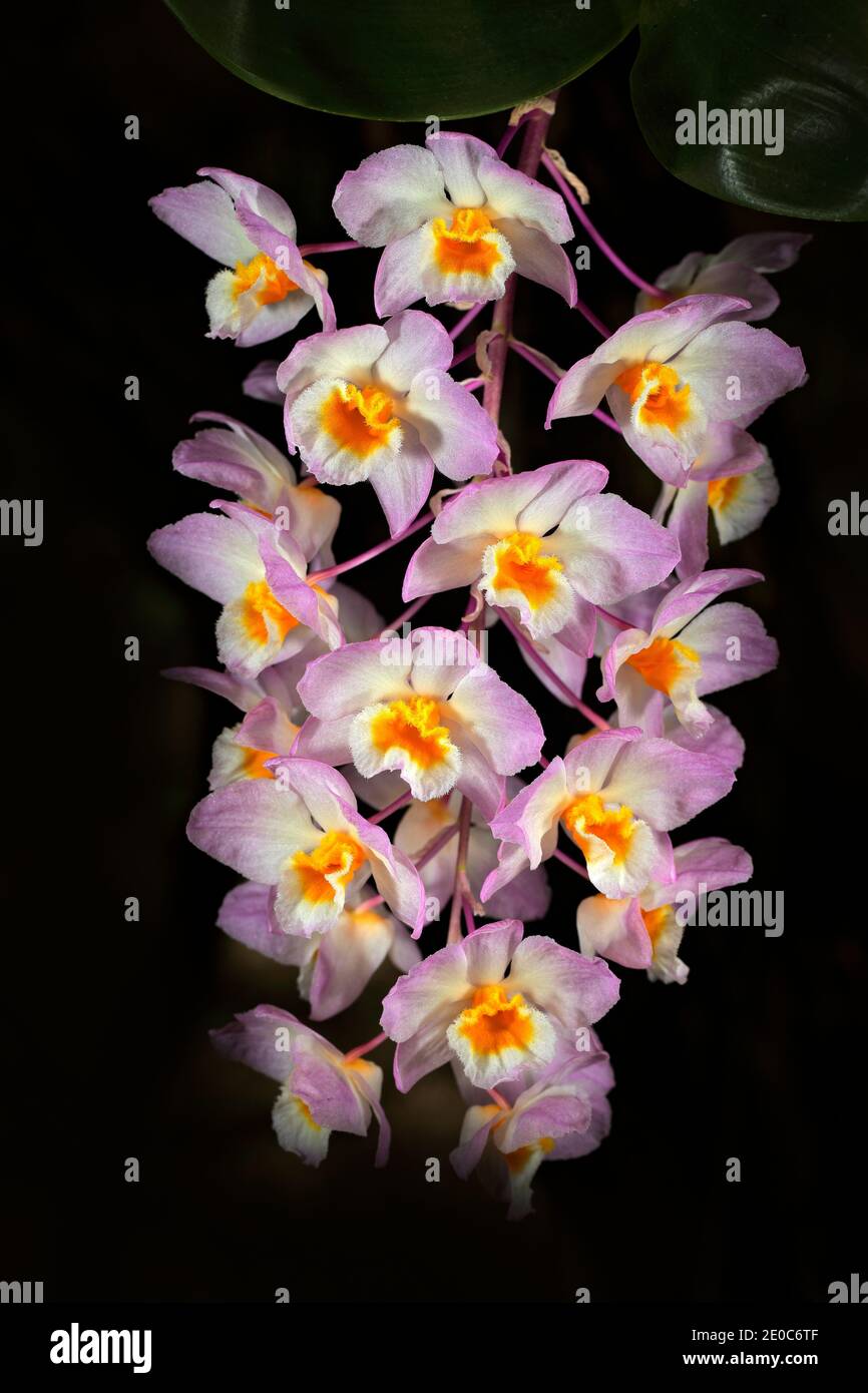 Orchidea selvatica Dendrobium amabile Hainan Cina e in Vietnam. Fiori d'arancio in habitat naturale. Fiore selvatico del Sud America. Vacanza natura in tropica Foto Stock