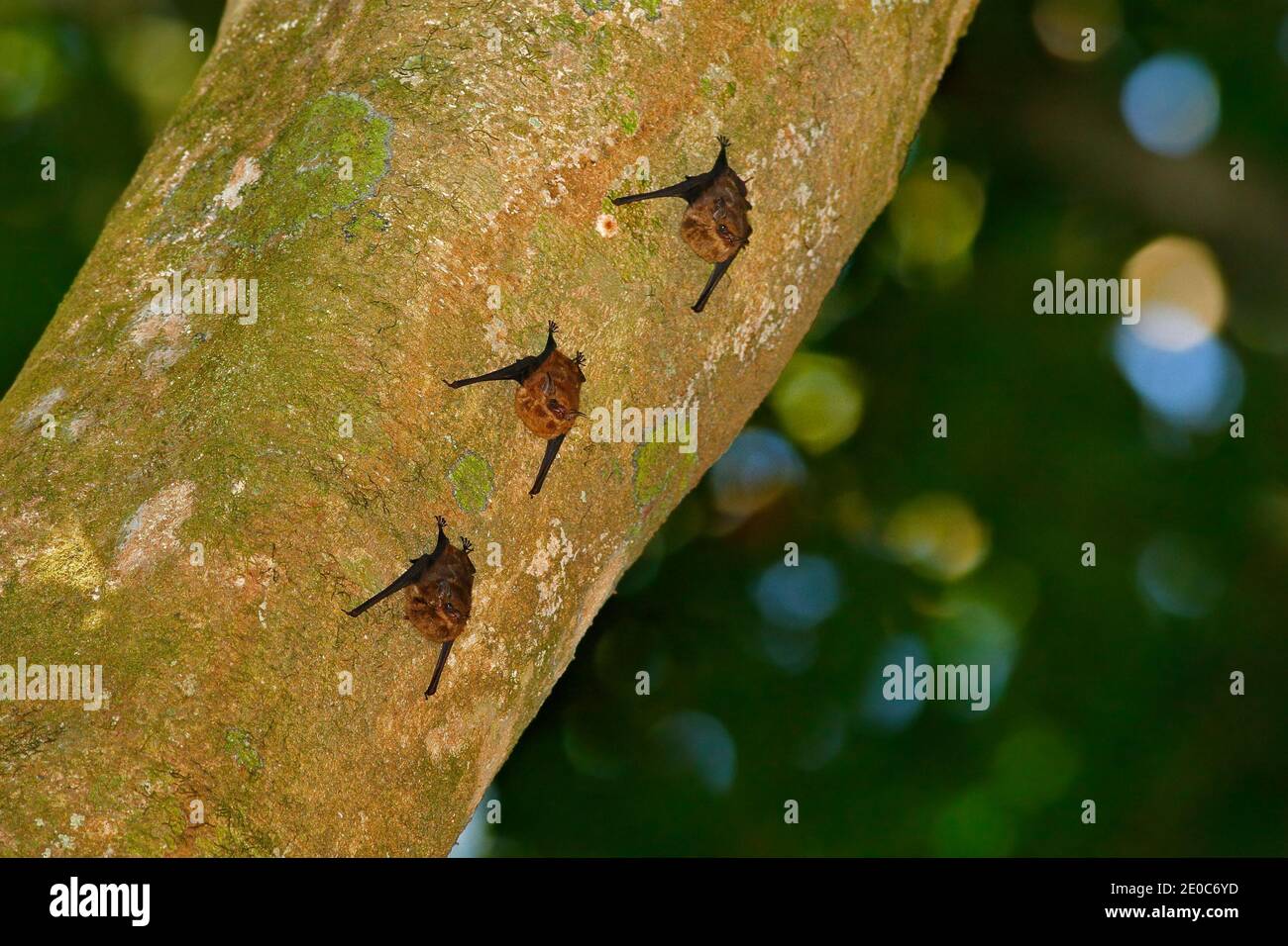 Bat con fodera bianca, Saccopteryx bilineata, famiglia di Emballonuridae originaria dell'America Centrale e del Sud. Tre animali sull'albero. Foto Stock