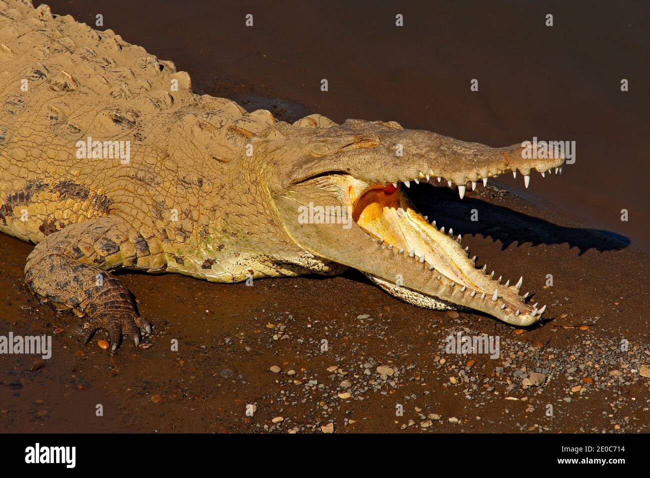 Coccodrilli americani, coccodrillo acutus, tre animali in acqua. Fauna selvatica scena dalla natura, Tarcoles, Costa Rica. Animali pericolosi nel fiume. Foto Stock