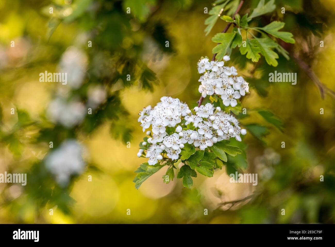 Hawthorn; Crataegus monogyna; Blossom; UK Foto Stock