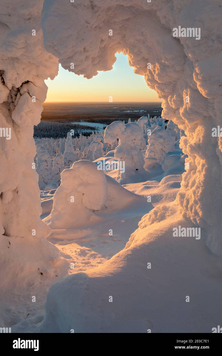 ISO Syote; alberi in inverno; Finlandia Foto Stock