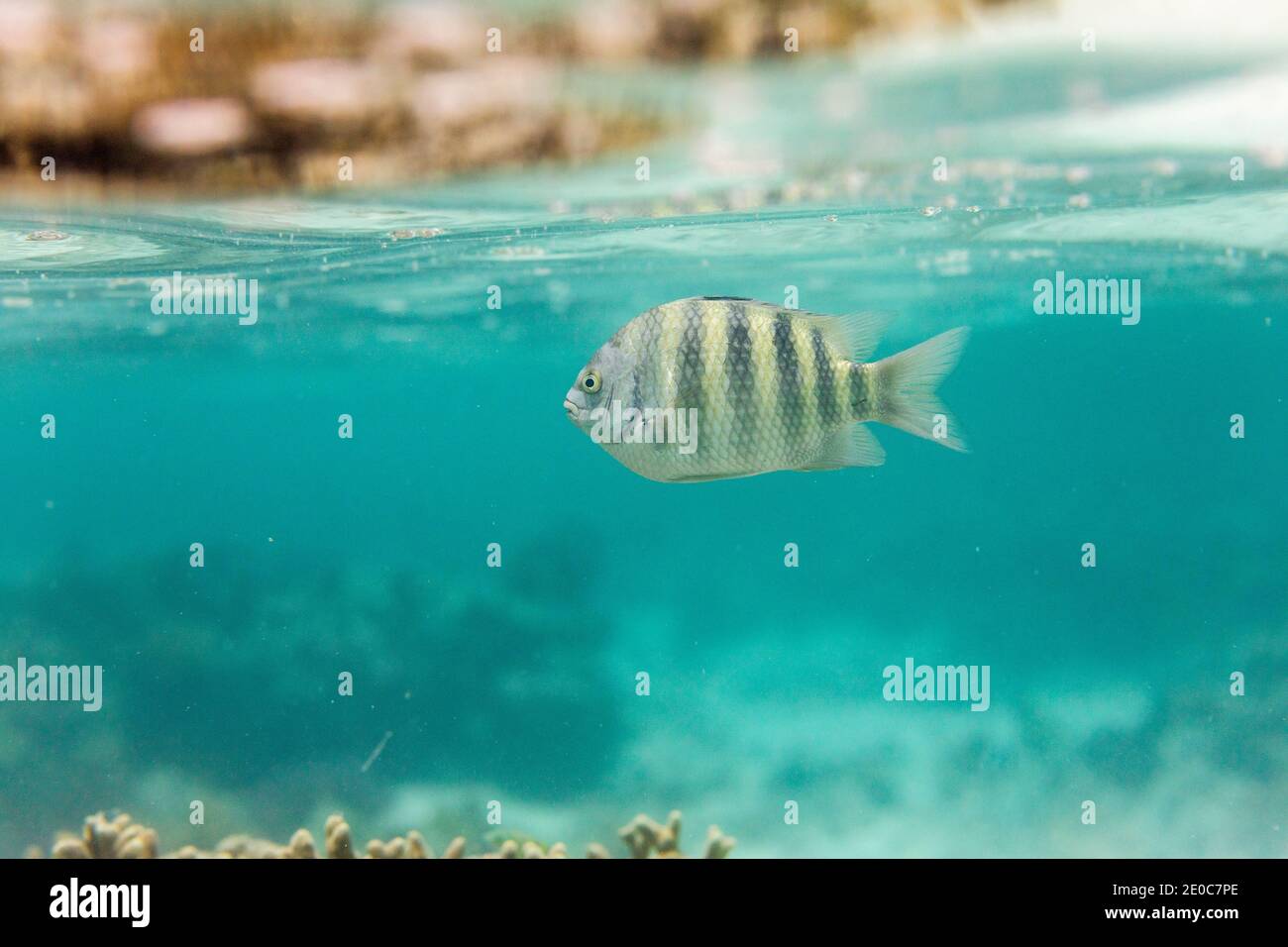 Nine Band Sergeant; Abudefduf settemfasciatus; Maldive Foto Stock