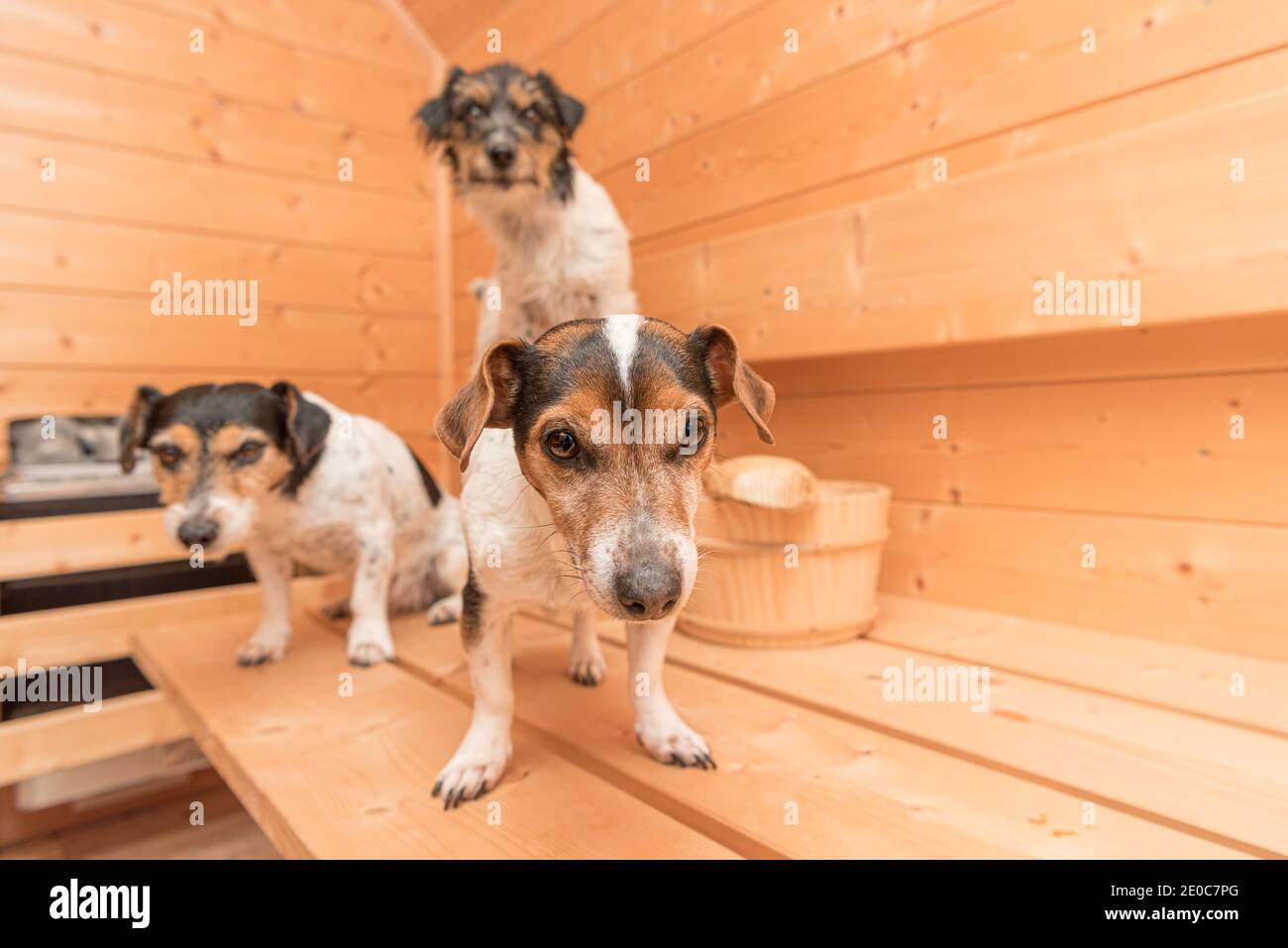 Un gruppo di carino piccolo Jack Russell Terrier i cani in legno di abete rosso sauna Foto Stock