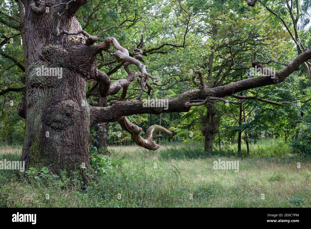 Old Oak Tree; Quercus rober; Blenheim; UK Foto Stock