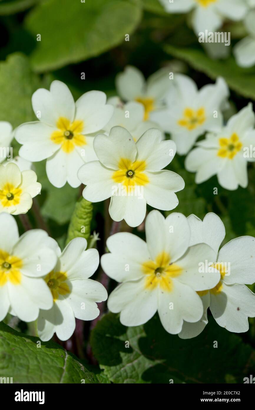 Primrose in fiore; UK Foto Stock