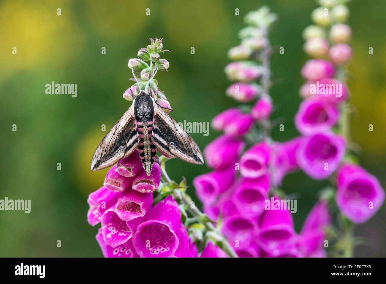 Privet Hawk-Moth; Sphinx ligustri; su Foxglove; UK Foto Stock