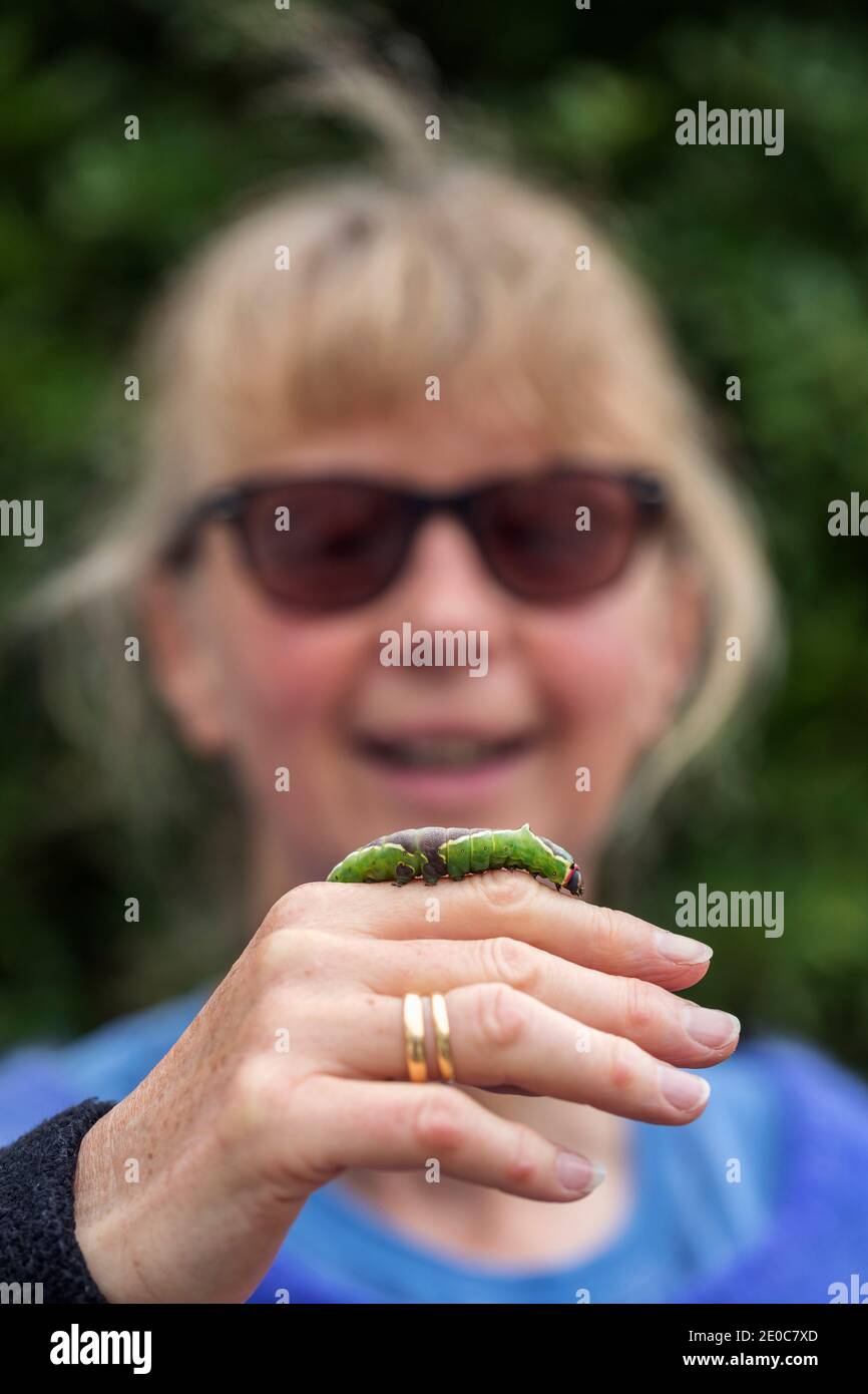 Puss Moth Larva; Cerura vinula; da donna; UK Foto Stock