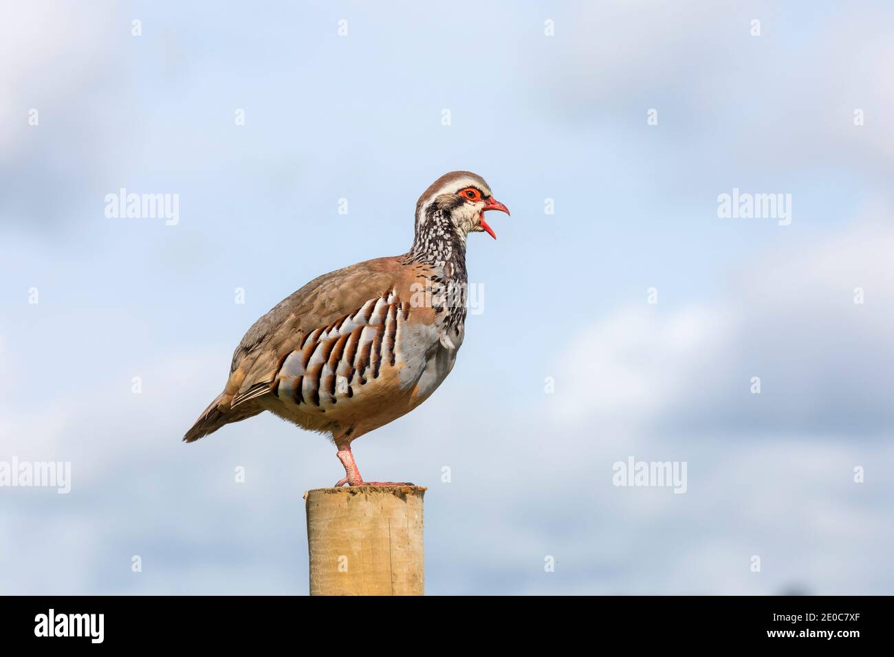 Partridge delle leggende rosse; Alectoris rufa; in piedi su alberino di fence; Regno Unito Foto Stock