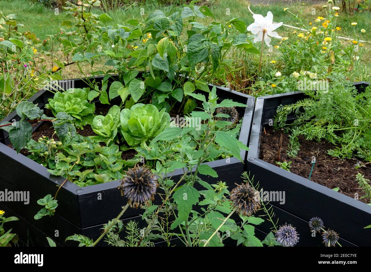 Giardino con letto rialzato in plastica per erbe e verdure coltivate in tarda estate Foto Stock