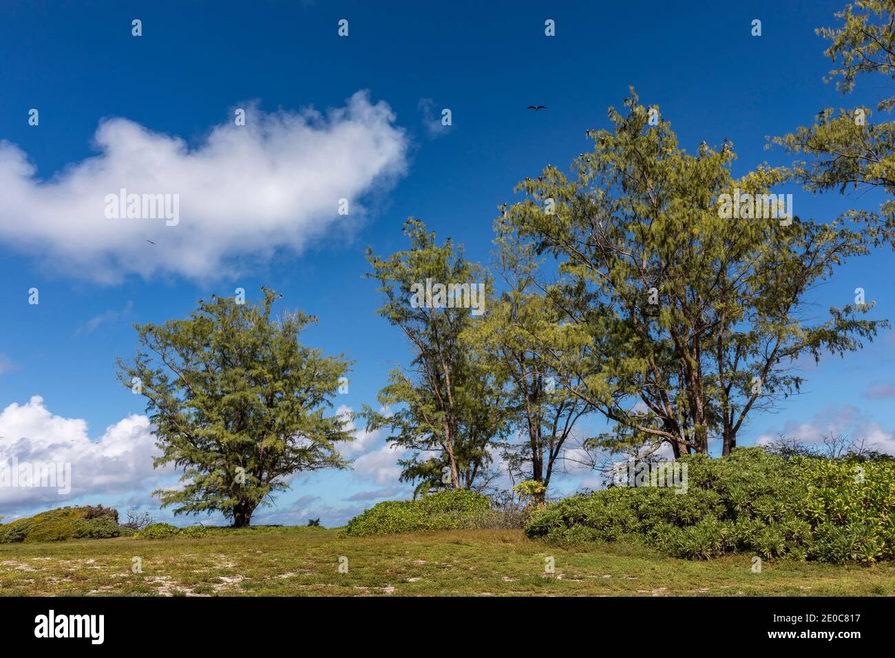 Uccelli fregati; Isola degli Uccelli; Seychelles Foto Stock