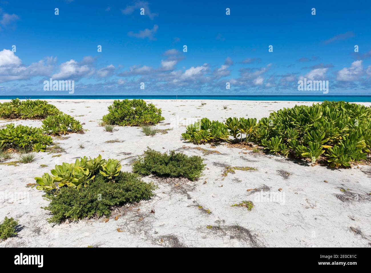 Isola degli uccelli; Seychelles Foto Stock