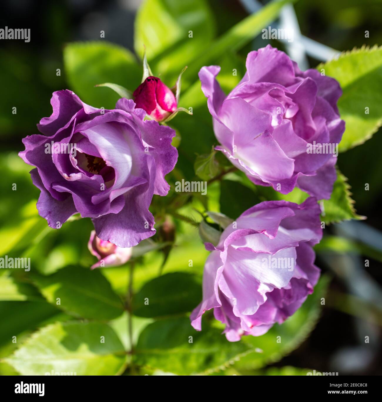 'Minerva' Floribunda Rose, Floribunbaros (Rosa) Foto Stock