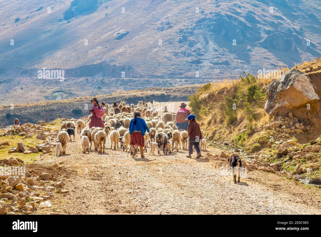 Rural Peru - 4 settembre 2011. I membri di una famiglia peruviana guidano un gregge di pecore e lllama lungo una strada sterrata in un paesaggio montuoso, secco, roccioso. Foto Stock