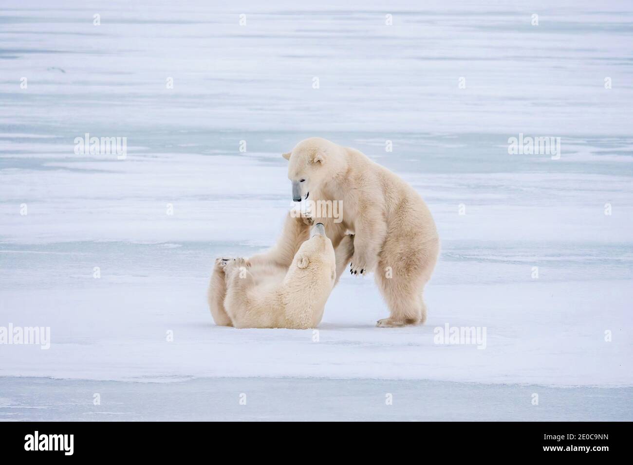 Due simpatici orsi polari che interagiscono giocosamente su ghiaccio innevato a Hudson Bay, vicino a Churchill, Manitoba, Canada. Foto Stock