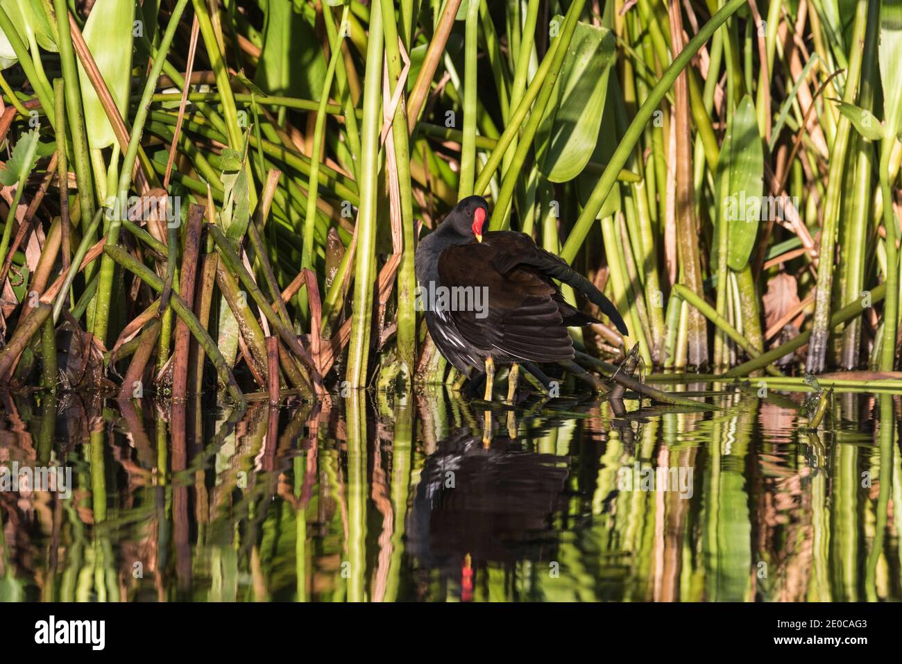 (Moorhen Gallinula chloropus) Foto Stock