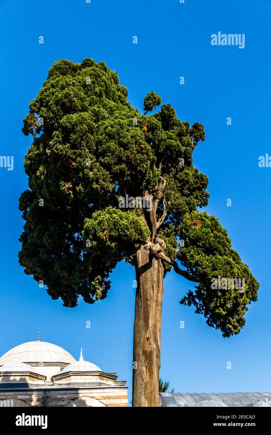 Cipresso mediterraneo o albero sempervirens di cupressus a Istanbul, Turchia. Foto Stock