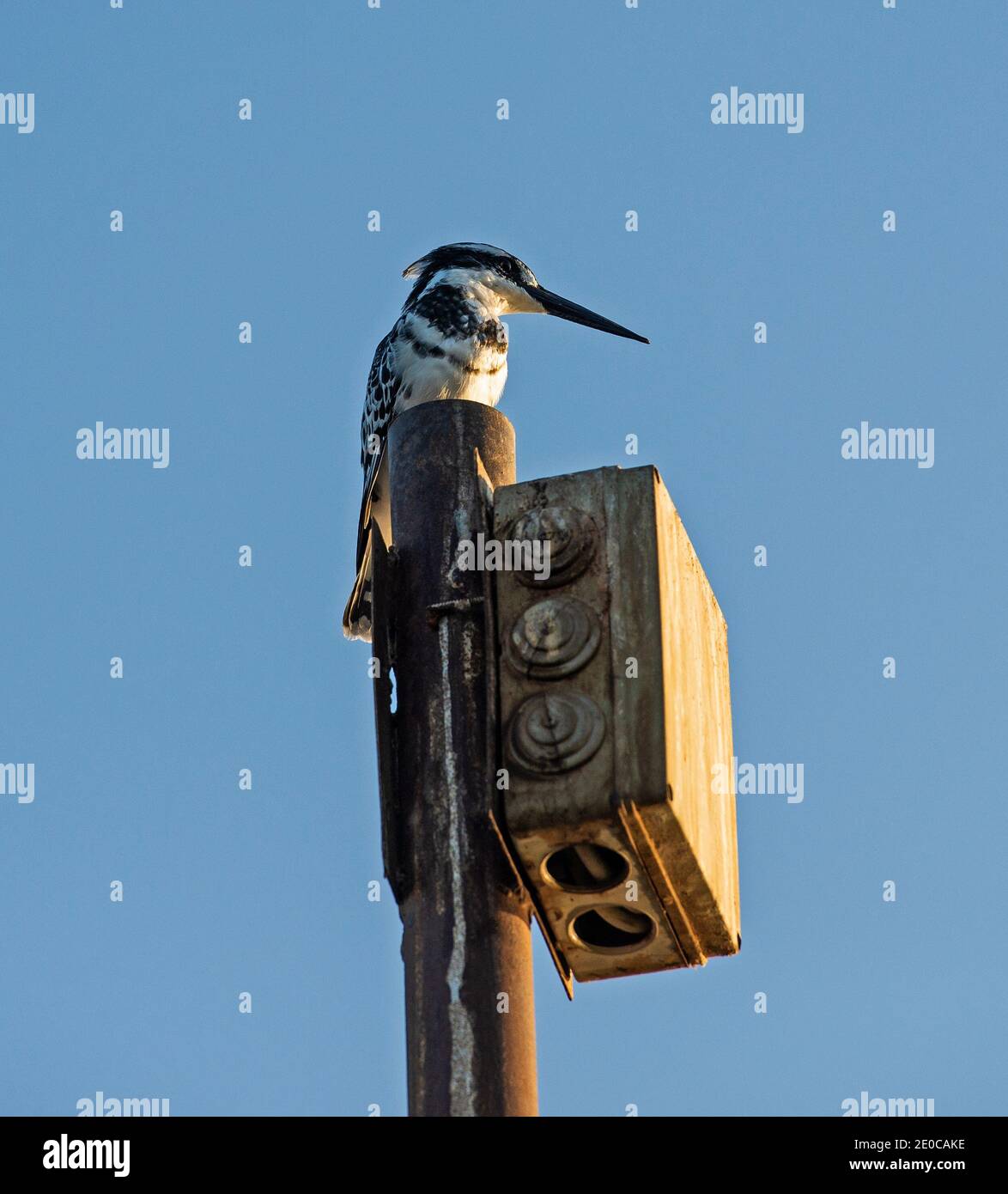 Pied kingfisher ceryle rudis uccello selvaggio si è levato in piedi appollaiato su alto alberino contro lo sfondo blu del cielo Foto Stock