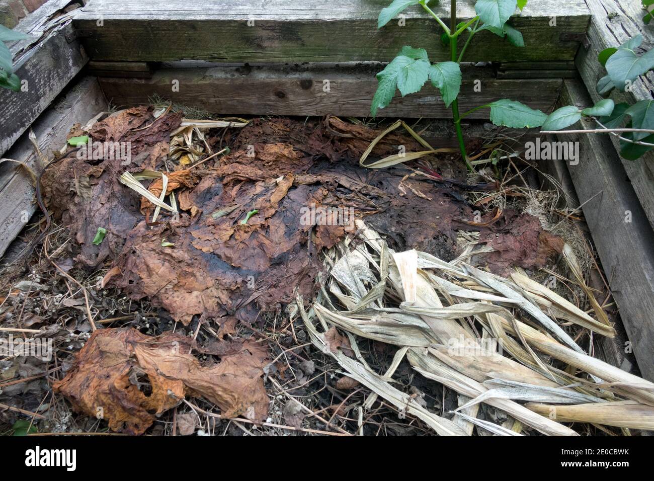 Decomposizione di materia organica in una pianta di compost di legno da giardino Foto Stock