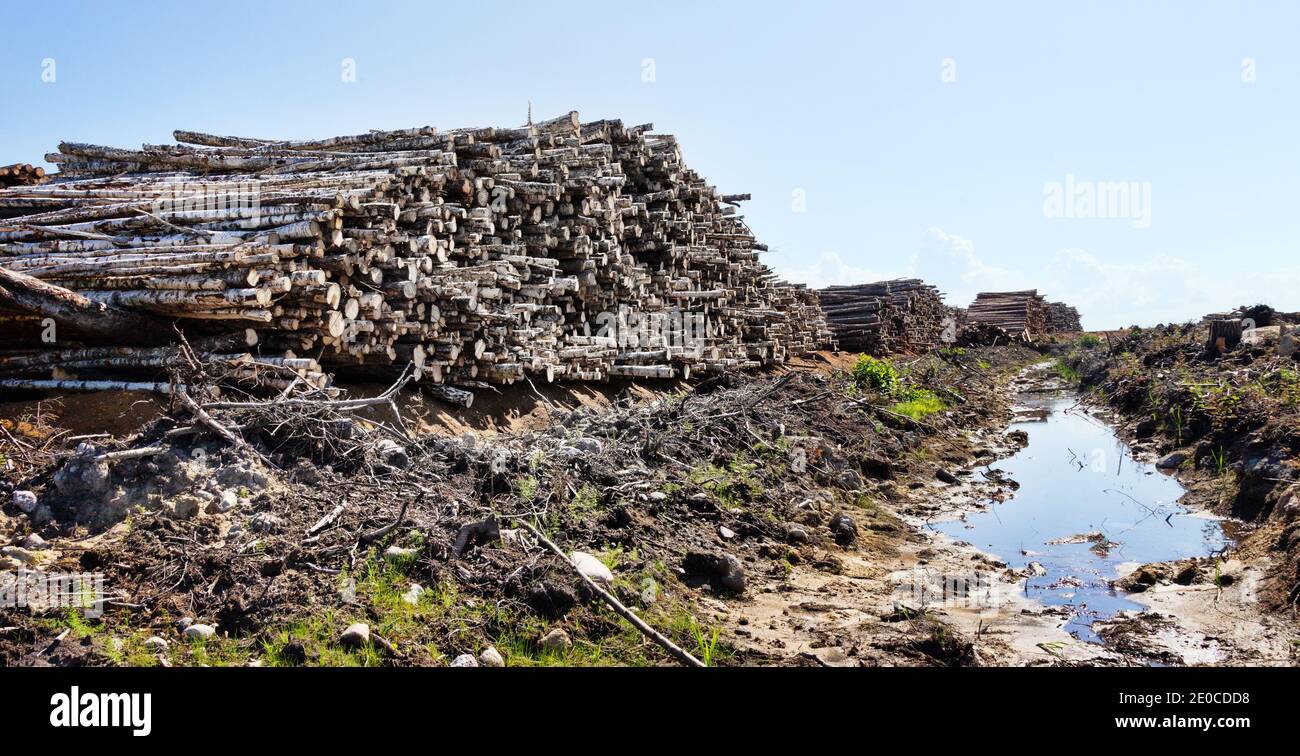 Enormi pile di legno rotondo (mucchio di tronchi, betulla, abete) nell'area forestale mista d'Europa Foto Stock