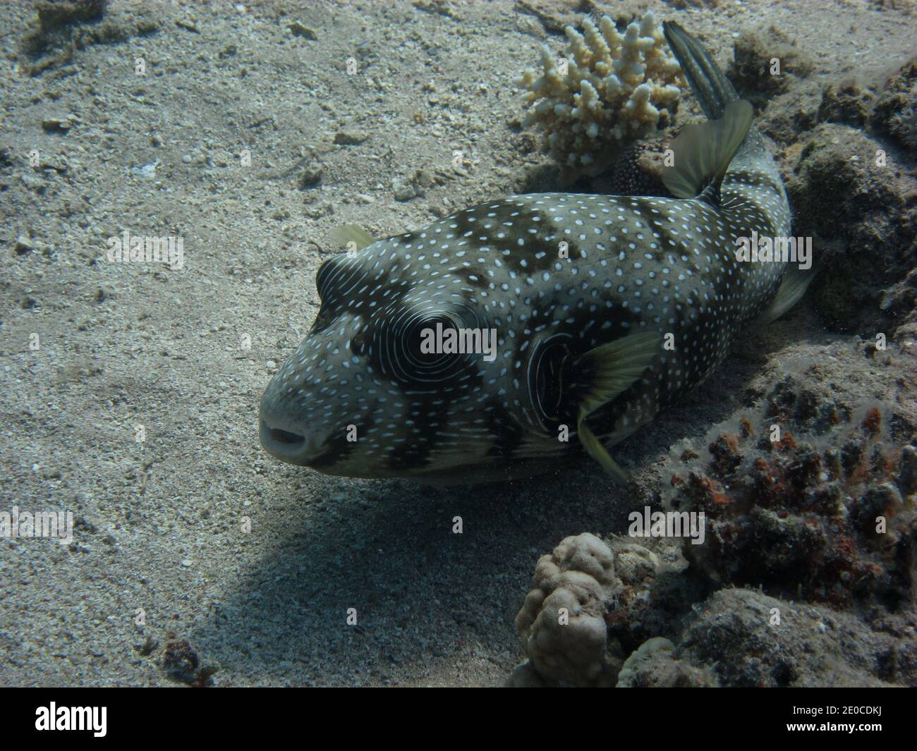 le macchie bianche di pufferfish si trovano sul pavimento del mare nella sabbia Foto Stock