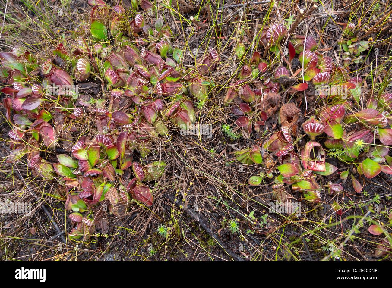 Grande grumo della pianta carnivora Cephalotus follicularis, la pianta di Albany Pitcher trovato a nord della Danimarca nell'Australia occidentale Foto Stock