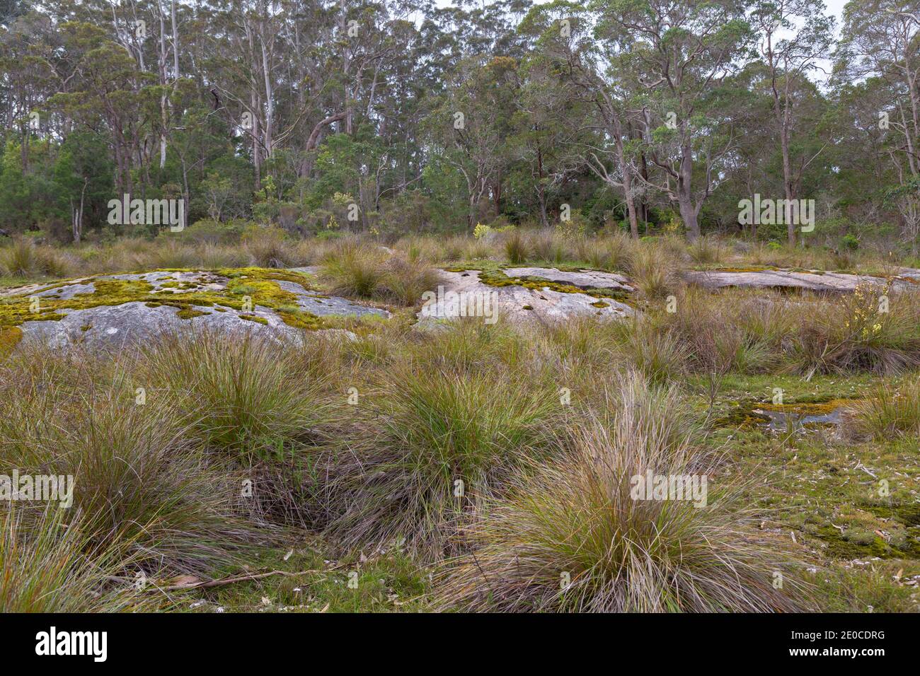 Panorama di un affioramento di roccia di granito ad ovest della Danimarca in Australia occidentale Foto Stock