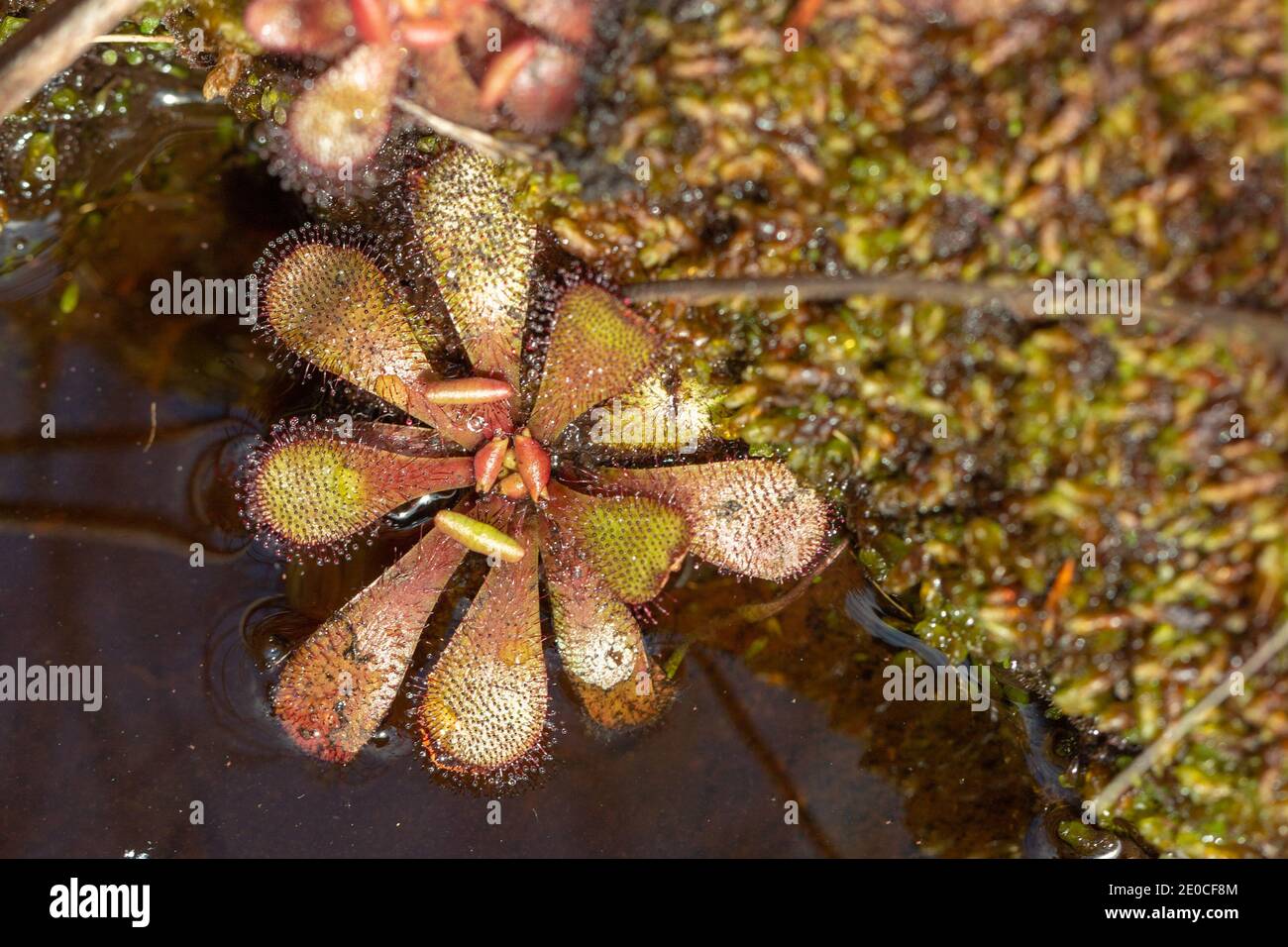 Drosera hamiltonii, una pianta carnivora, che cresce in habitat umido vicino a Walpole in Australia Occidentale Foto Stock